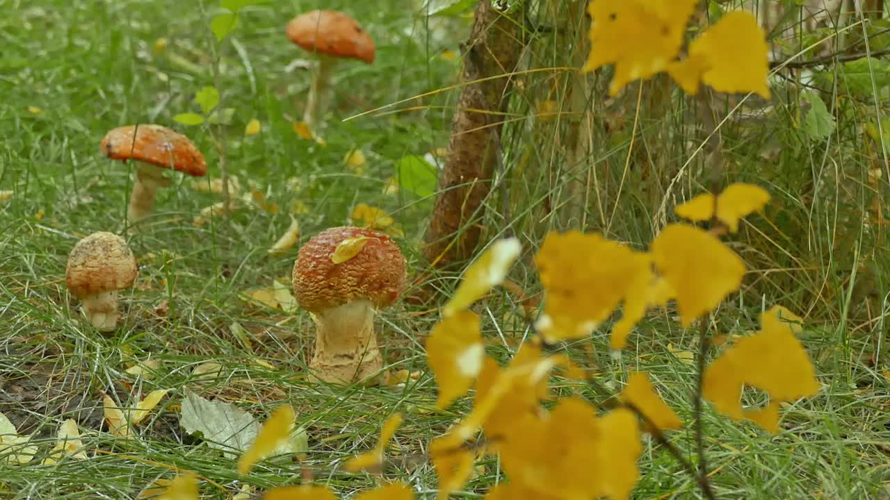 鹅膏菌和秋雨视频素材