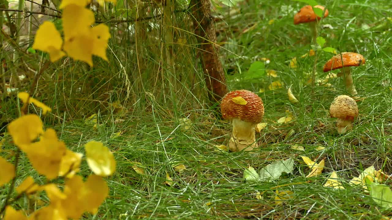 鹅膏菌在秋雨中生长视频素材