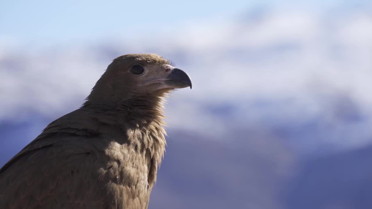 山上的Chimango caracara视频素材