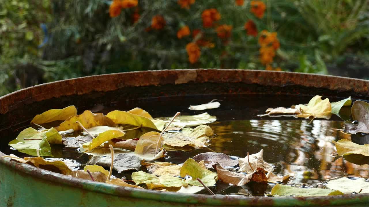 黄色的苹果叶子掉进一个生锈的旧水桶里视频下载