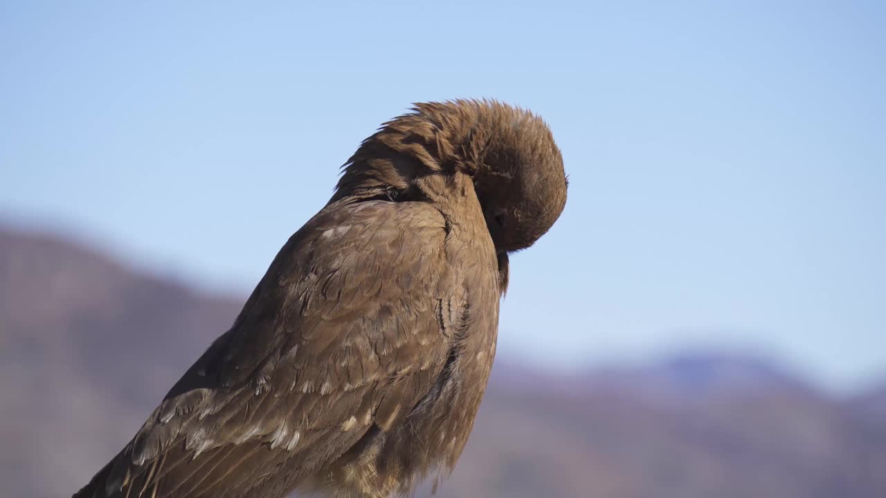 山上的Chimango caracara视频素材