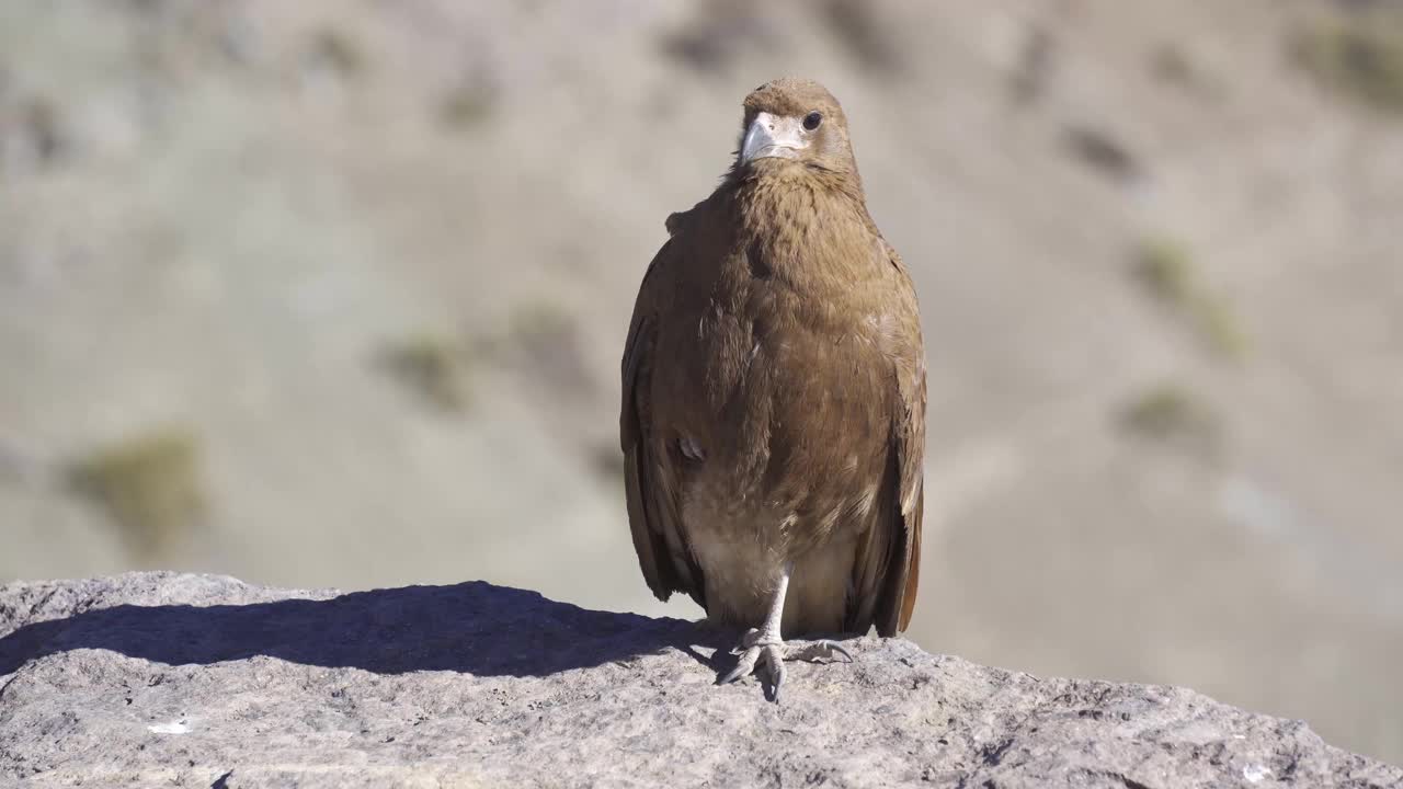 山上的Chimango caracara视频素材