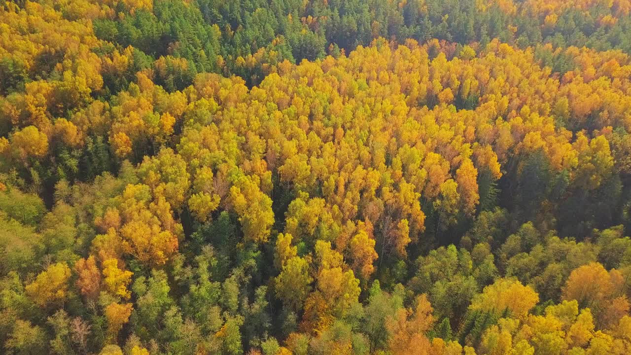 公园里的黄秋景，在阳光明媚的日子里飞越森林的黄树，立陶宛，鸟瞰图视频素材