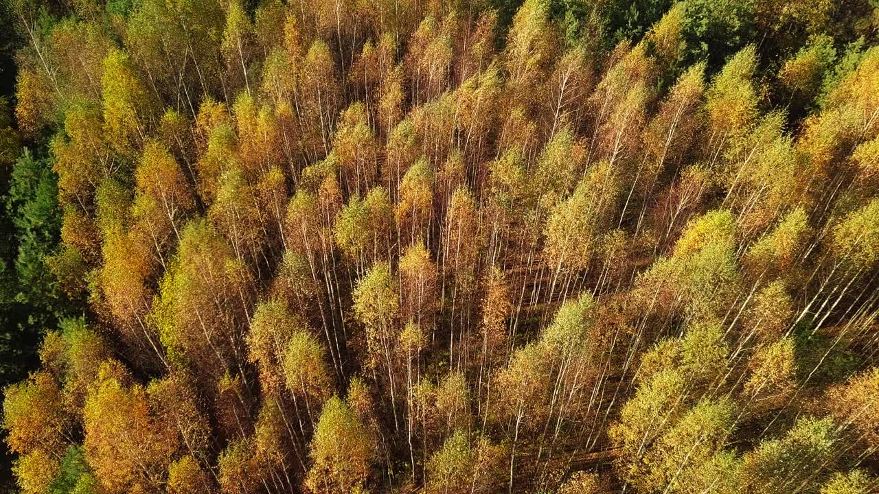 公园里的黄秋景，在阳光明媚的日子里飞越森林的黄树，立陶宛，鸟瞰图视频素材