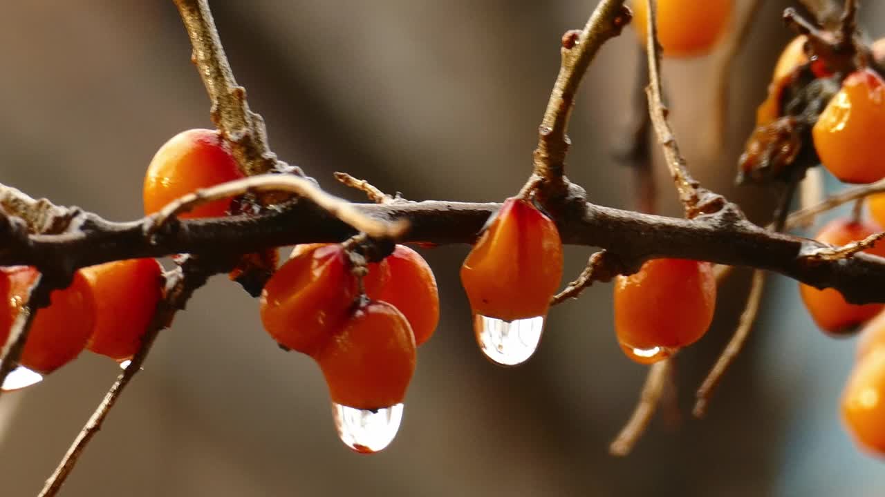 沙棘树枝与成熟的浆果雨后视频下载