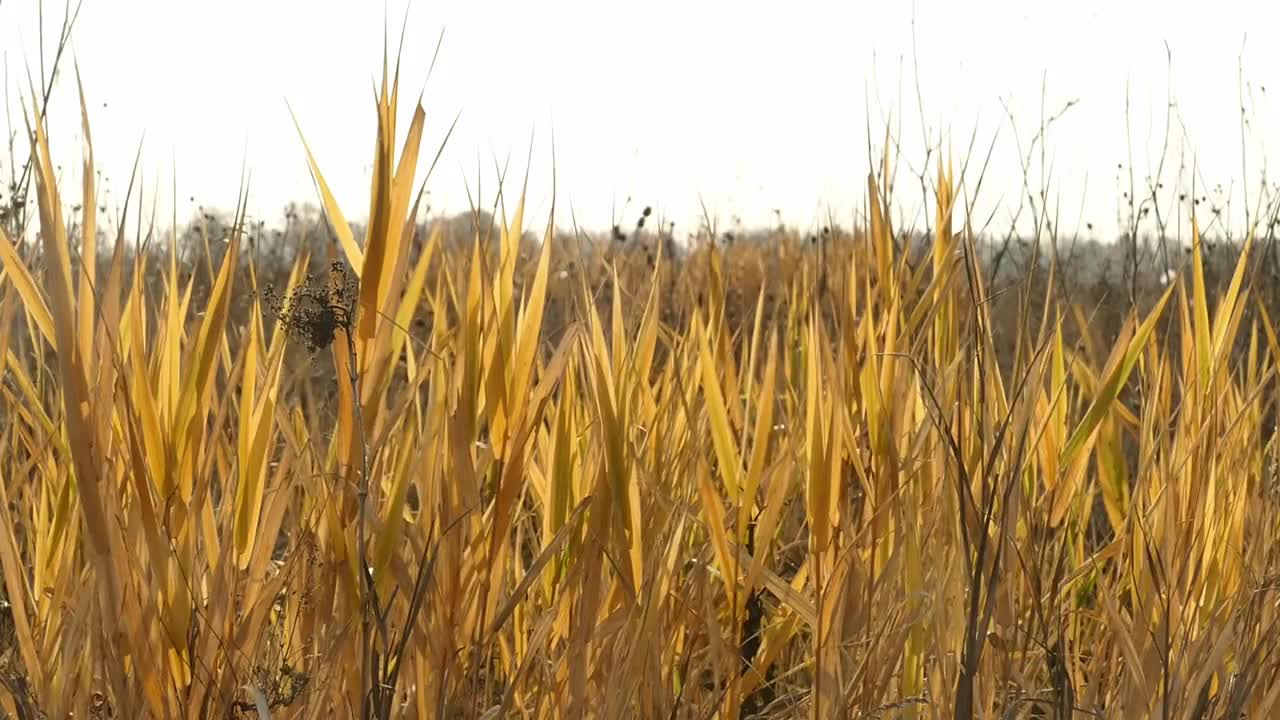 枯黄的田野小草摇曳着秋风视频下载