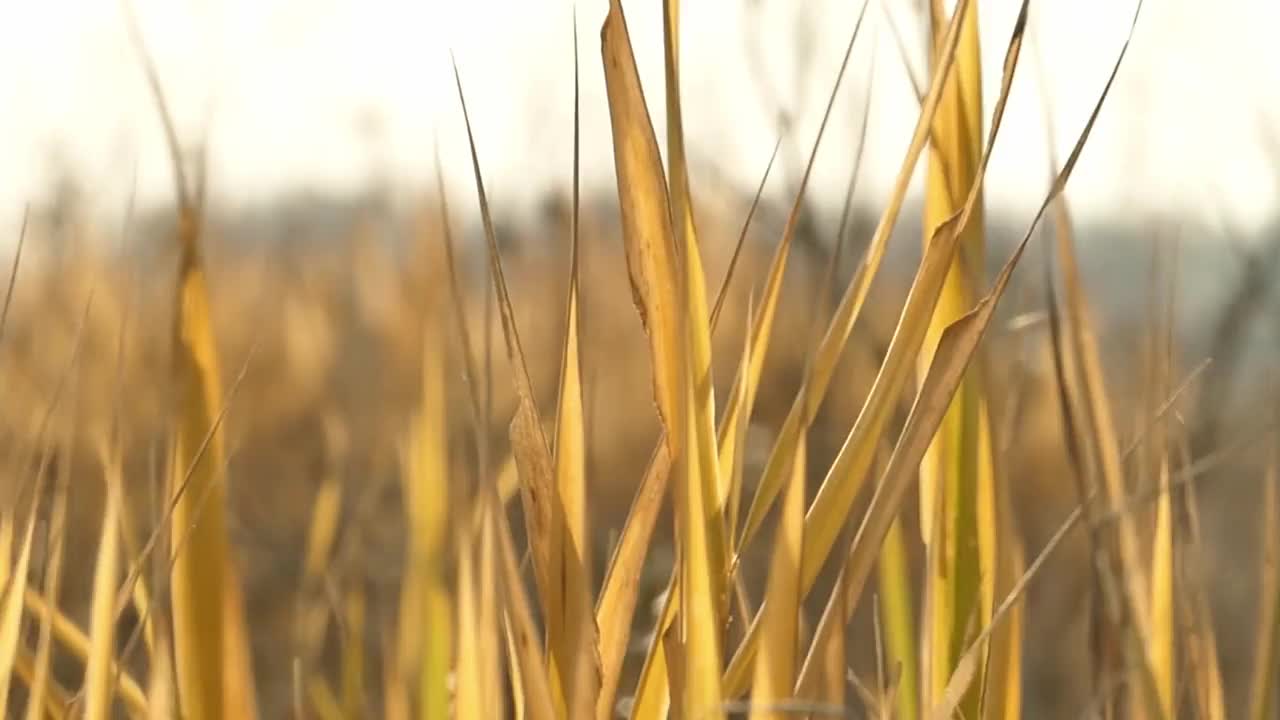 枯黄的田野小草摇曳着秋风视频下载