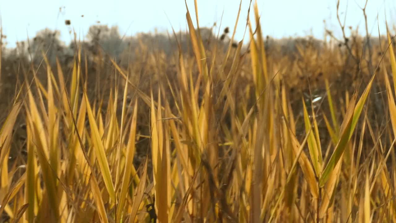 枯黄的田野小草摇曳着秋风视频下载