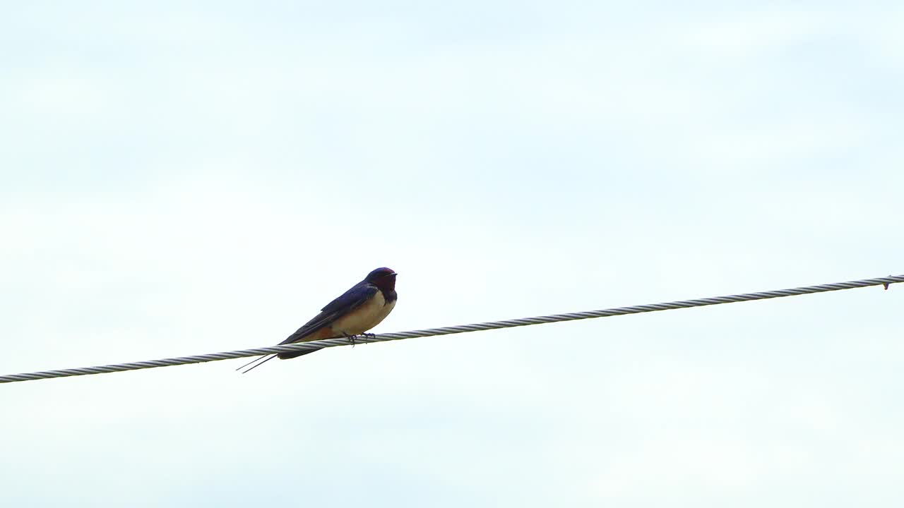 燕子(Hirundo rustica)鸟站在电线上反对蓝色的天空视频素材