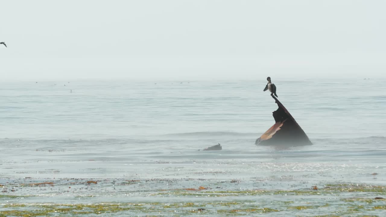 海鸟视频素材