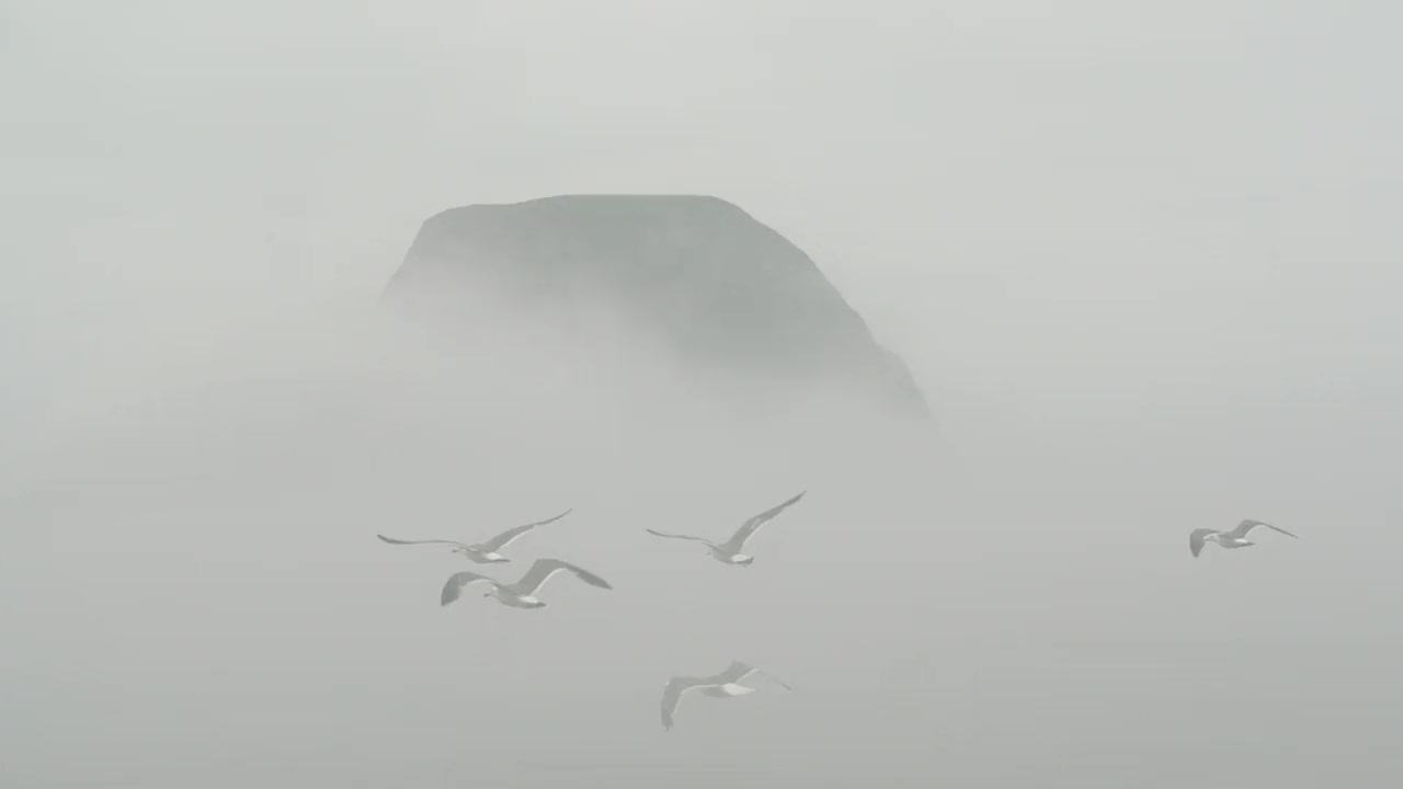 海鸟视频素材