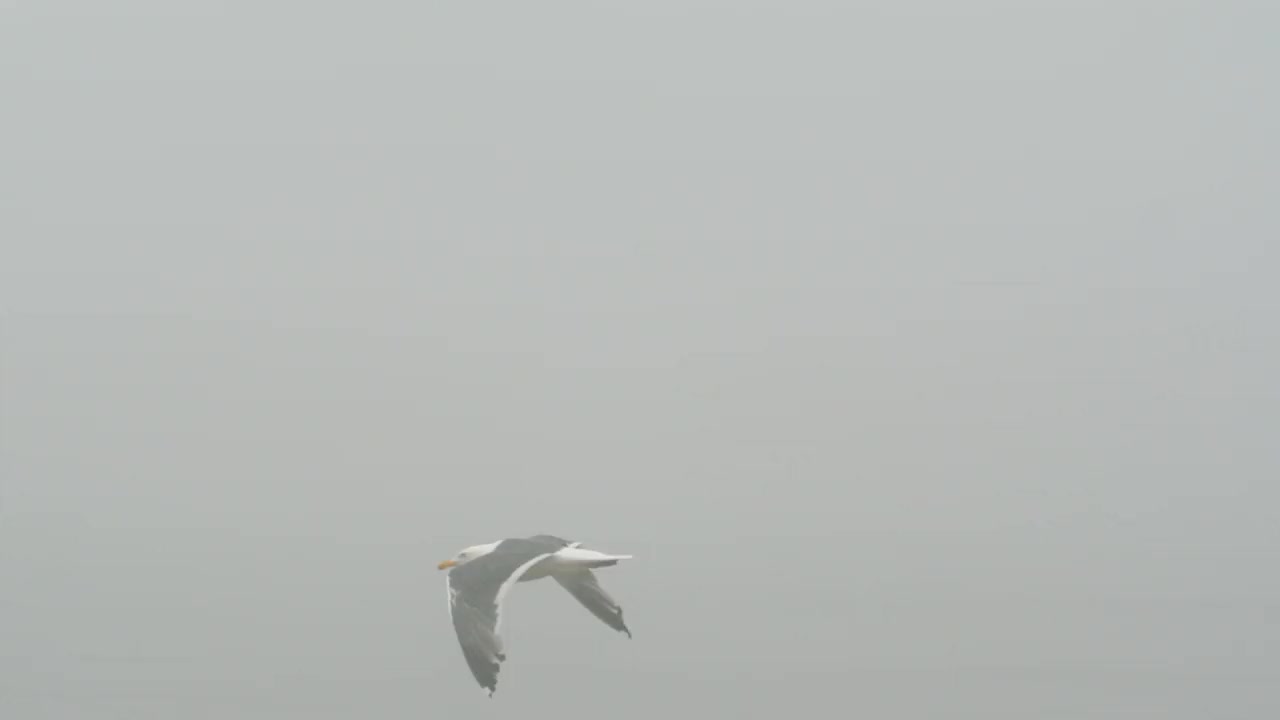 海鸟视频素材