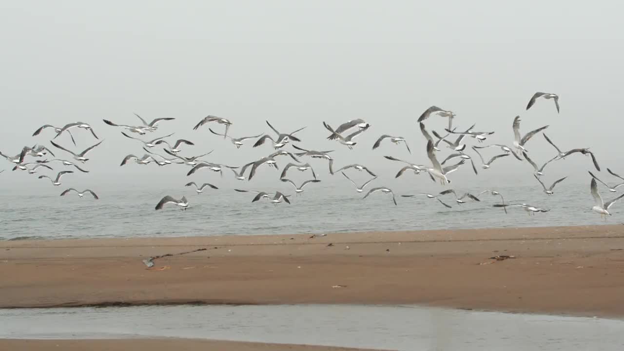 海鸟视频素材