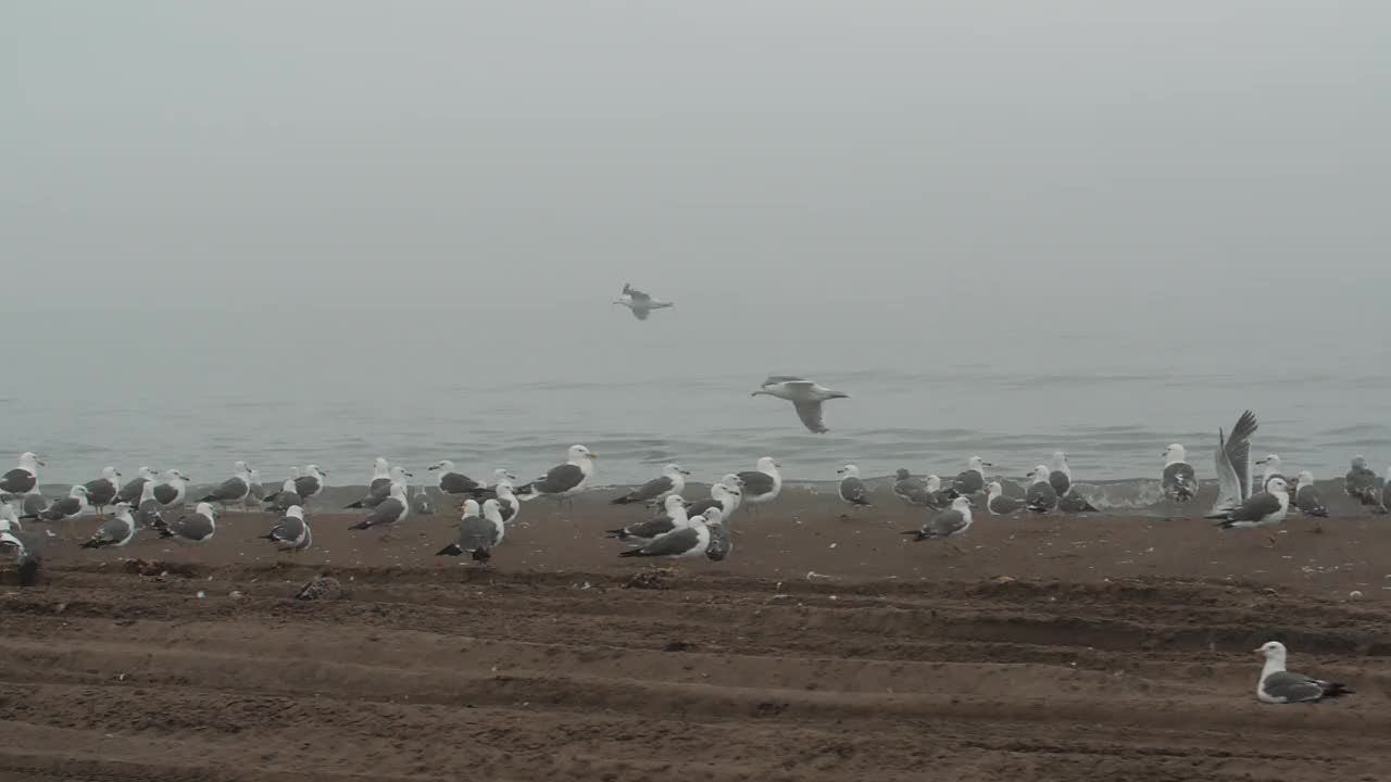 海鸟视频素材