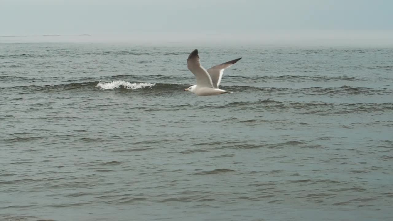 海鸟视频素材