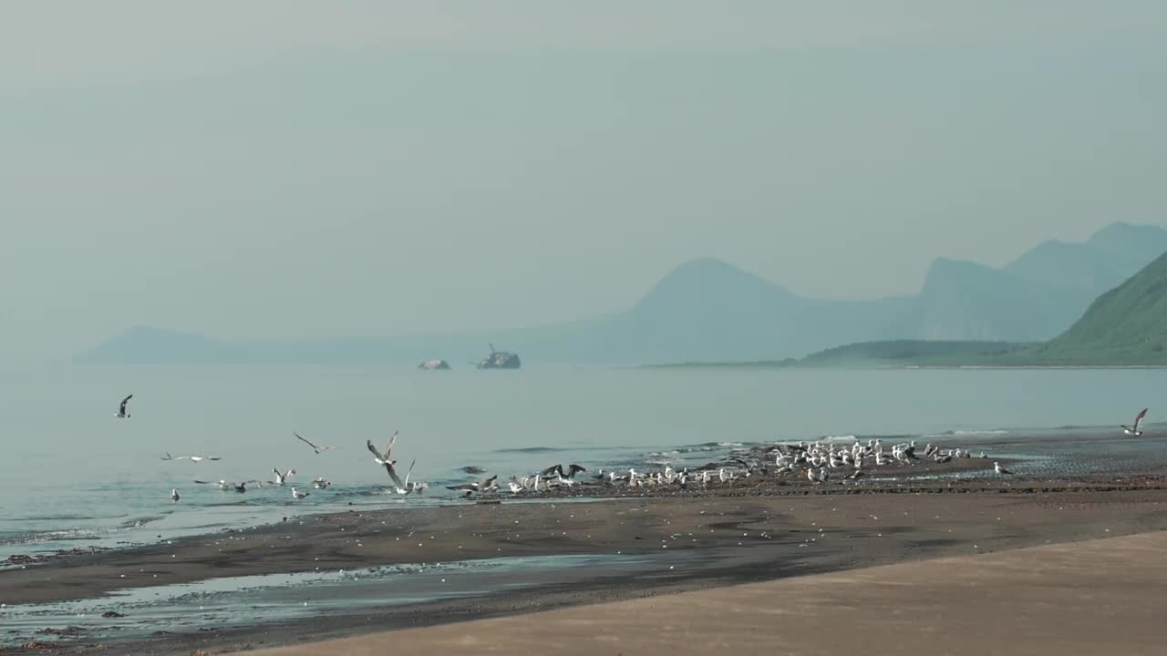 海鸟视频素材