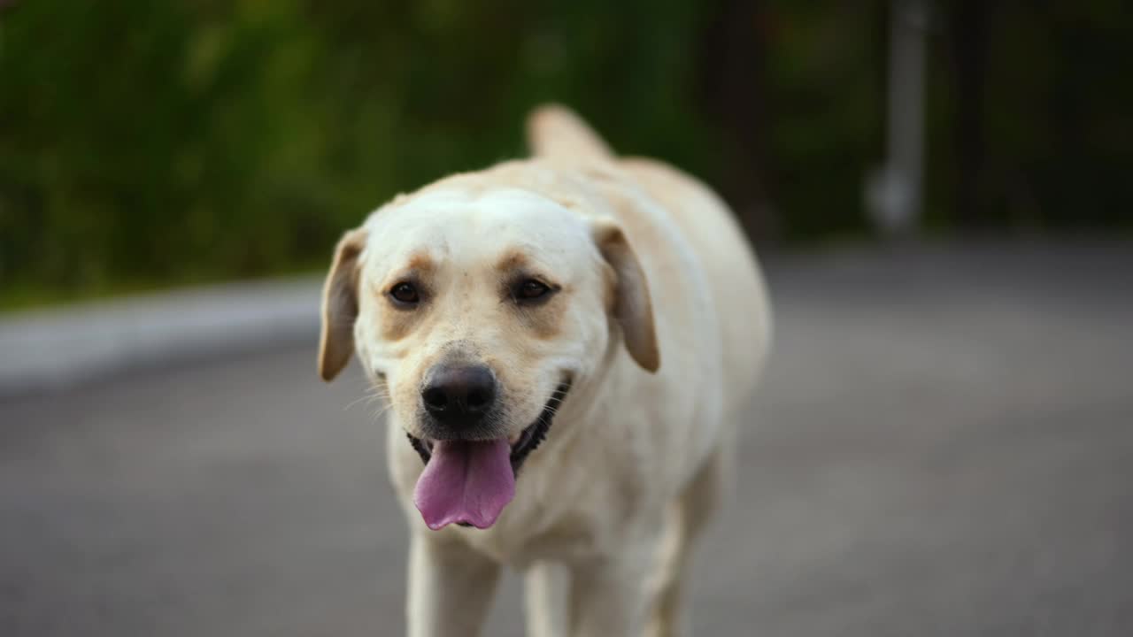 拉布拉多寻回犬在高高的草坪上游荡。家养宠物狗玩耍视频素材