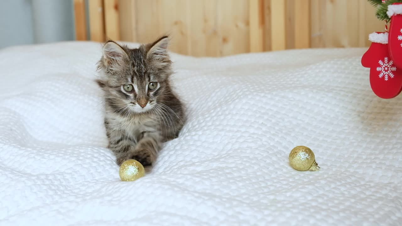 小好奇有趣的虎斑猫玩着圣诞树上的圣诞灯、花环、红球和玩具。猫咬灯。圣诞宠物。视频素材