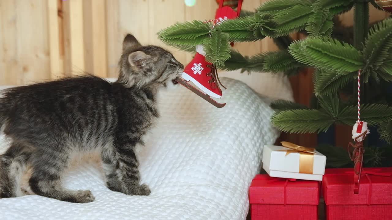 小好奇有趣的虎斑猫玩着圣诞树上的圣诞灯、花环、红球和玩具。猫咬灯。圣诞宠物。视频素材