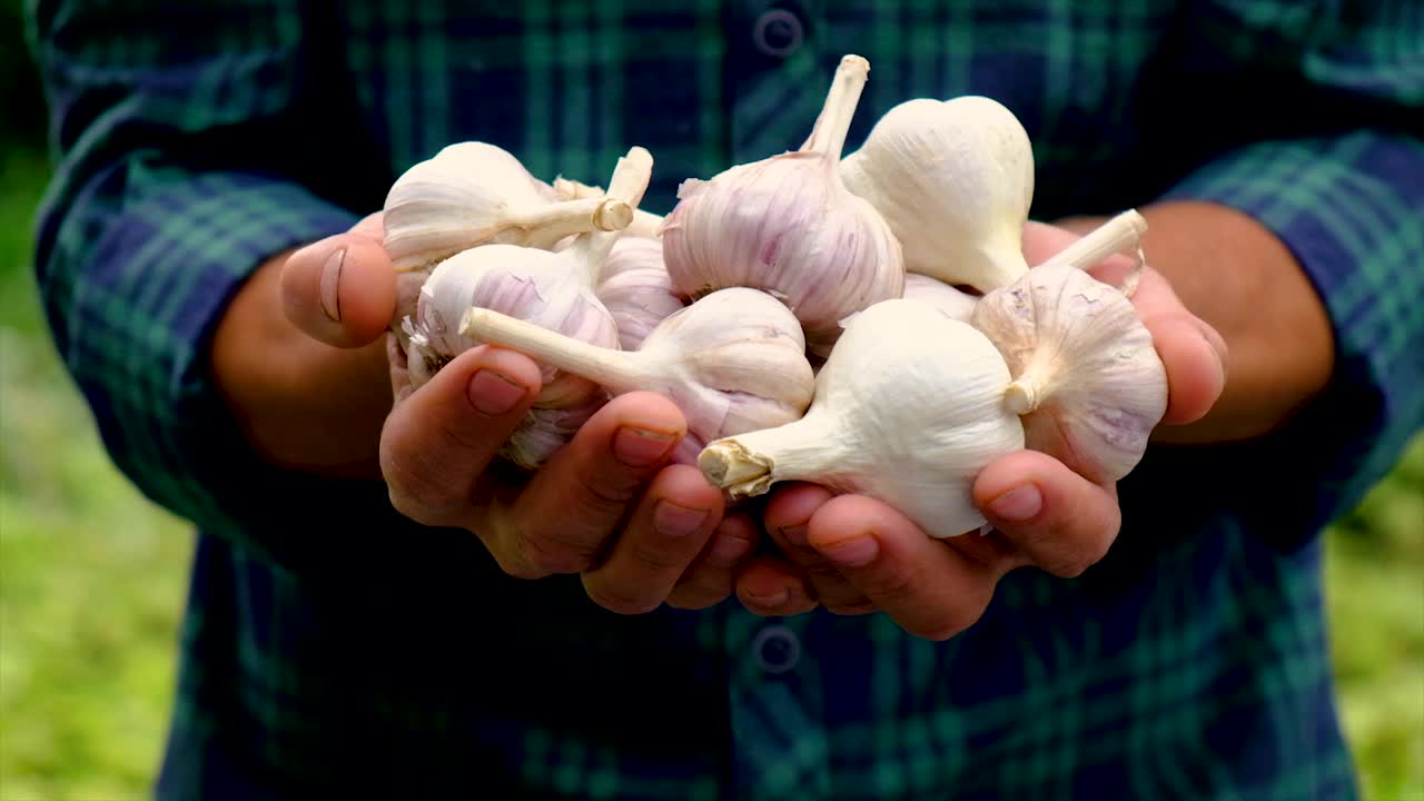 一个农民手里拿着收获的大蒜。有选择性的重点。食物。视频素材