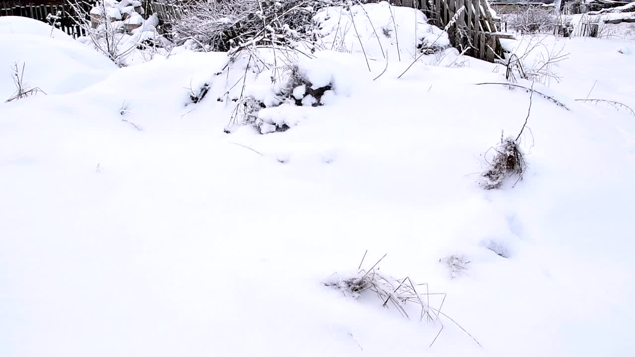 冬天的俄罗斯村庄。雪落。美丽的风景。西伯利亚。视频下载