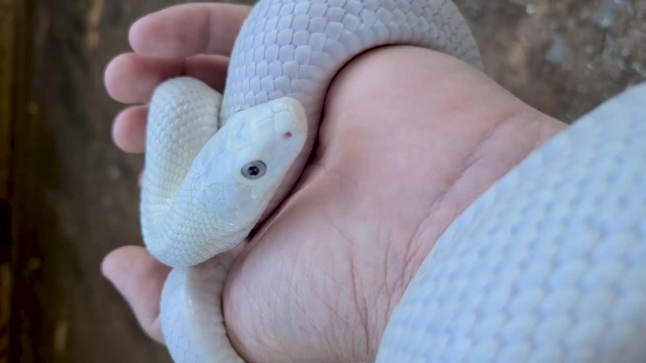 德克萨斯鼠蛇Leucistic (Elaphe obsoleta lindheimeri)是鼠蛇的一个亚种，一种无毒的杂种，发现于美国，主要在德克萨斯州视频素材