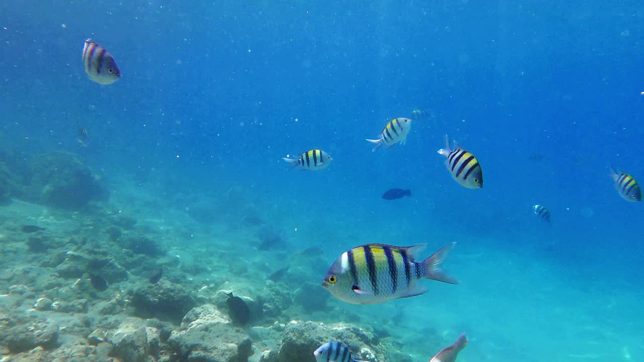 水下观校礁鱼军士长，漂浮在热带海洋野生动物上。在温暖的海水中游泳的外来条纹豆鲷。视频素材