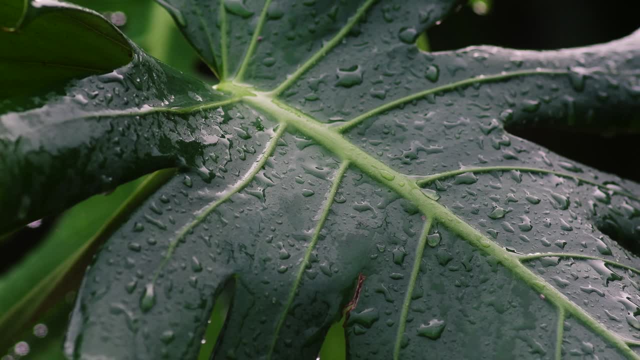 雨滴落在热带的树叶上视频素材