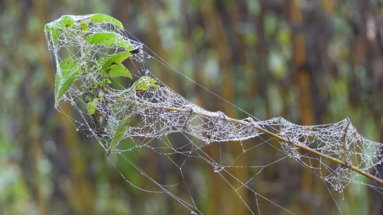 干燥的植物裹在美丽的蜘蛛网里，在一个秋天的早晨，露水或雨滴，秋天的美学视频素材