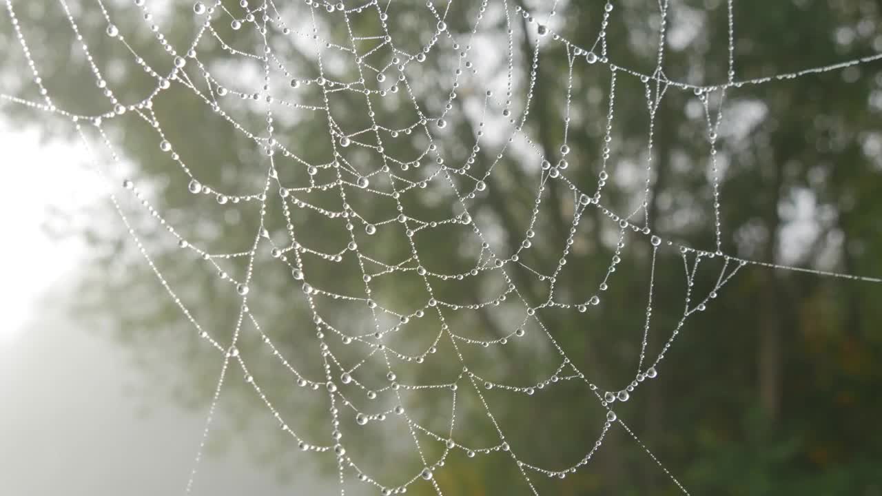 美丽的巨大蜘蛛网上有露珠或雨滴，秋天美学视频素材