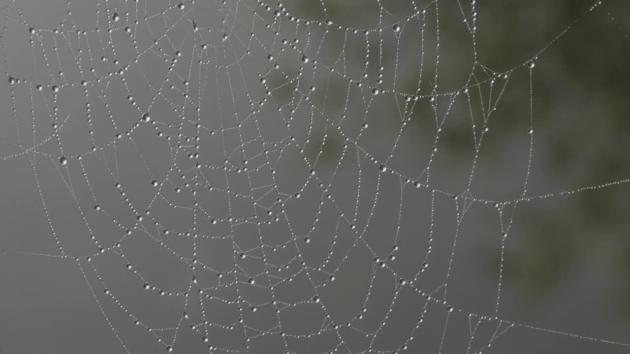 美丽的巨大蜘蛛网上有露珠或雨滴，秋天美学视频素材