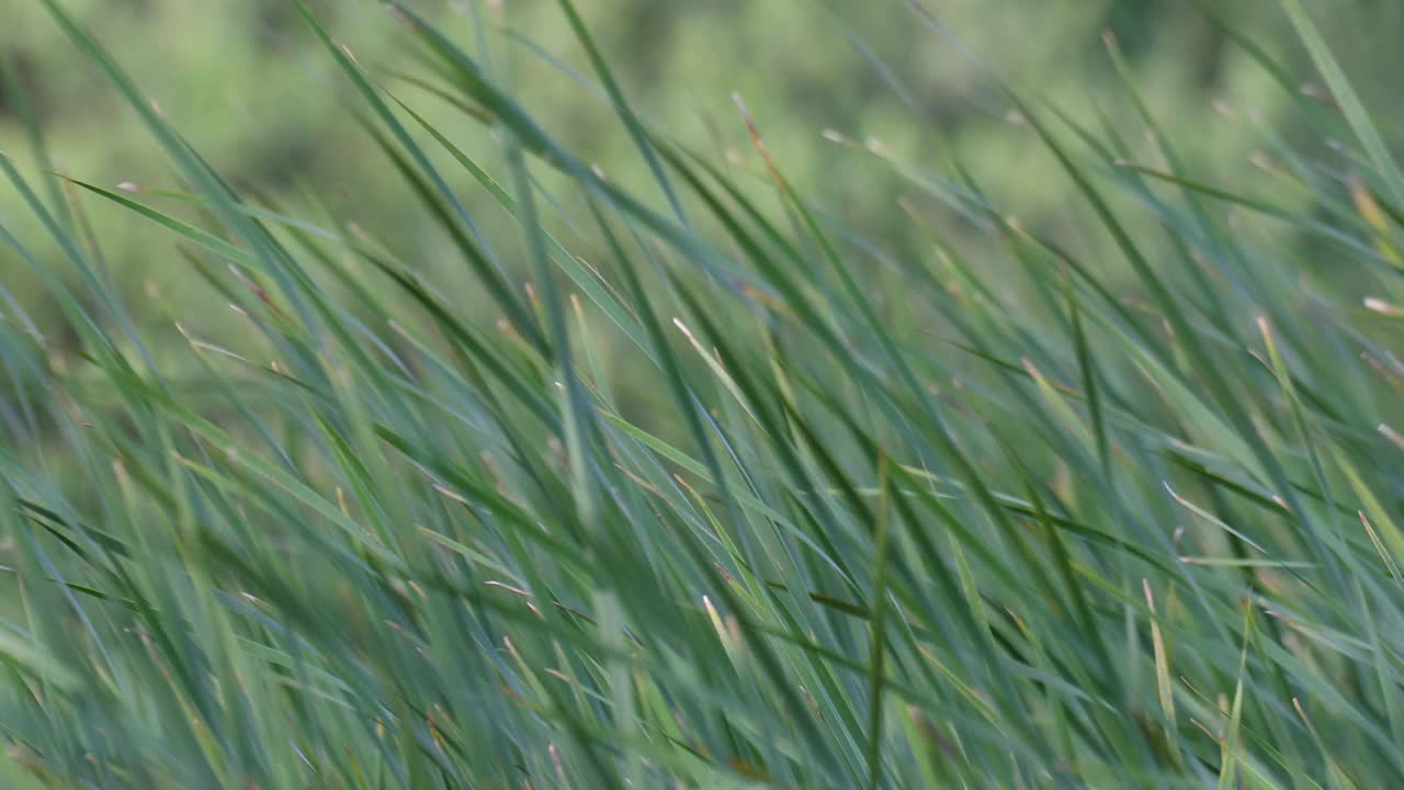 芦苇在夏天的池塘里随风移动，自然背景视频素材