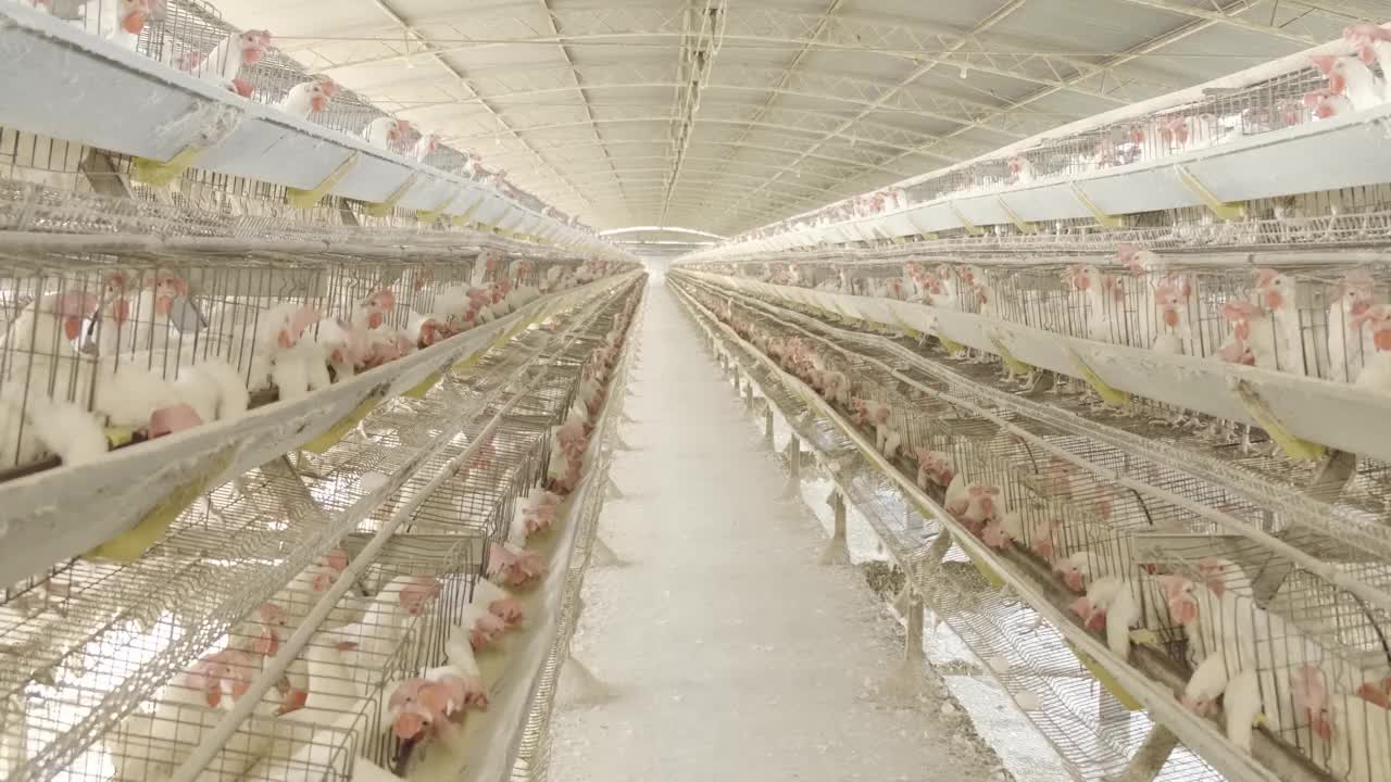 养鸡场,家禽。鸡种蛋吃在养鸡场饲养的鸡食，这些鸡是为了卖蛋而饲养的。视频素材