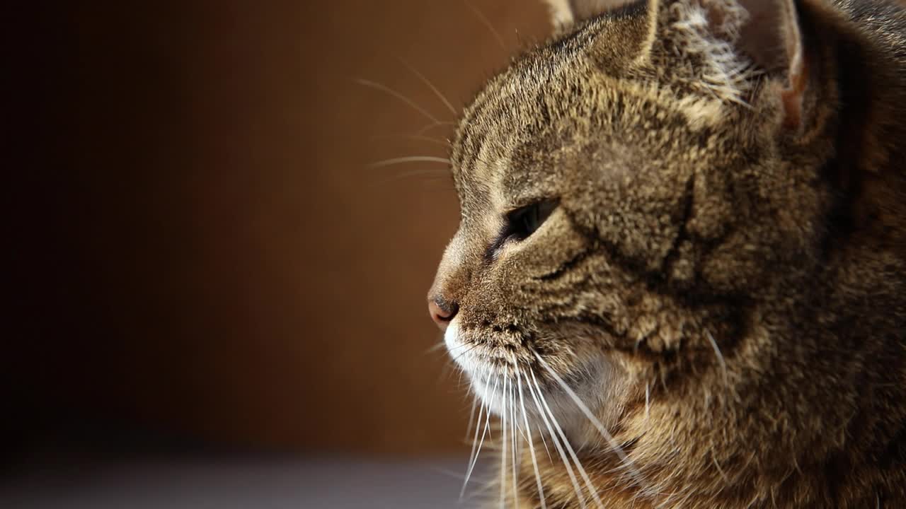 有趣的肖像傲慢的短毛国内虎斑猫摆姿势在深棕色的背景。小猫在家室内玩耍休息。宠物护理和动物生活理念视频素材