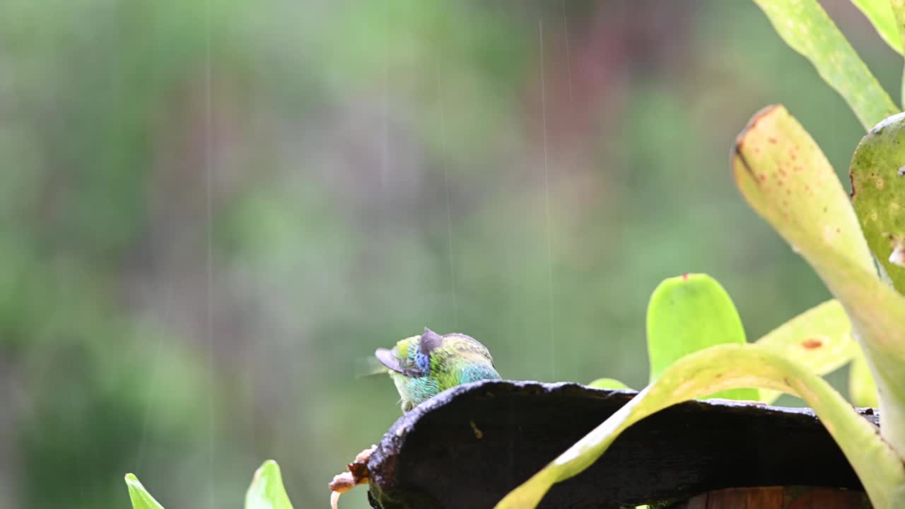 热带雨林中下雨天觅食的绿头唐纳鱼。视频素材