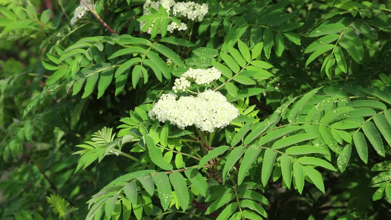 树枝上的白色花在风中摇曳。花楸树视频素材