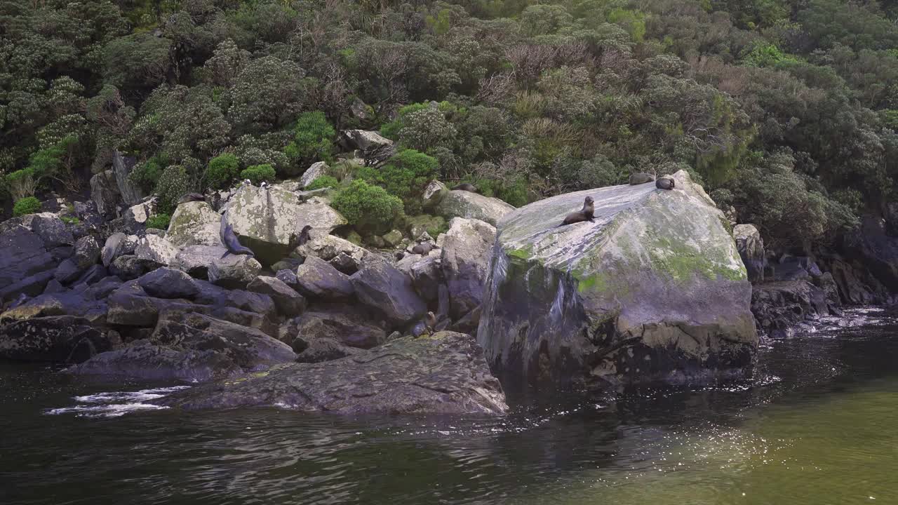 在米尔福德海湾的巨大岩石上的海豹。峡湾国家公园，新西兰视频素材