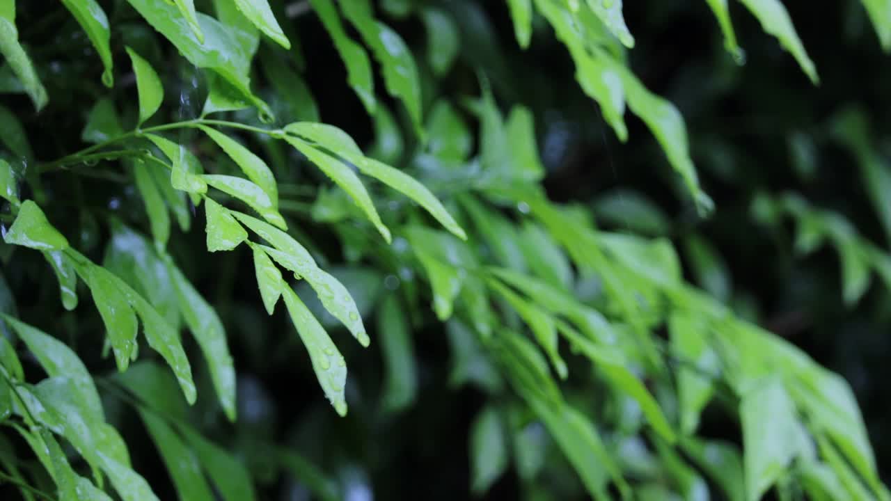 倾盆大雨和绿色的树在夏天公园。特写的水滴固定在绿叶和虚线的雨射流在背景。自然背景。概念享受放松的自然。视频素材