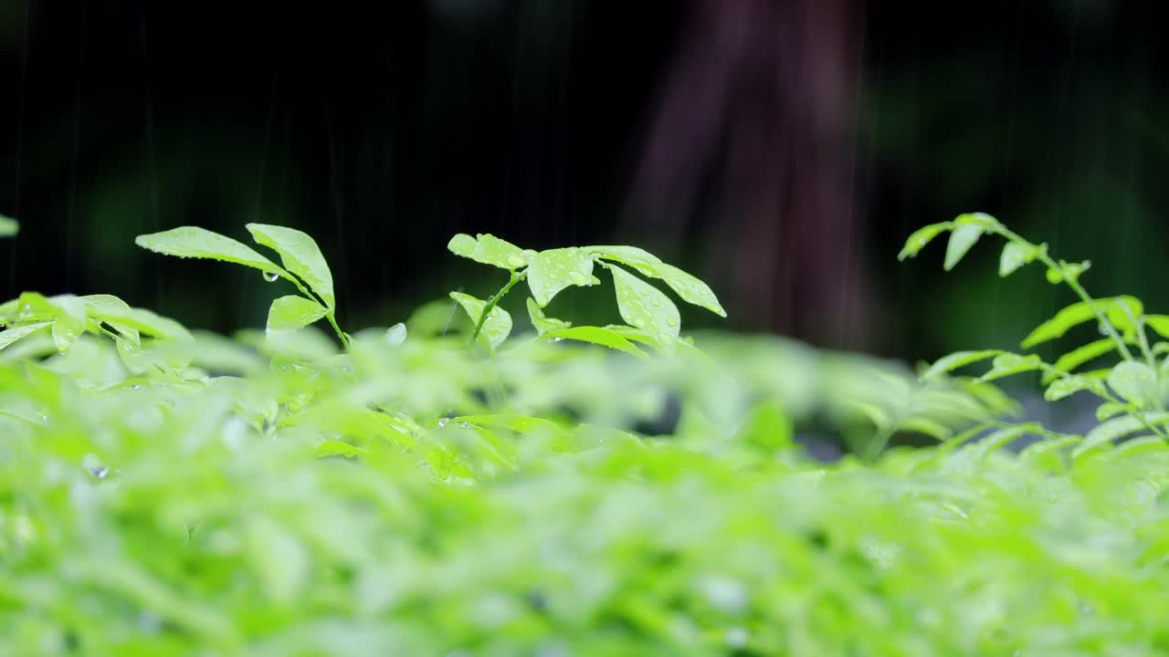 倾盆大雨和绿色的树在夏天公园。特写的水滴固定在绿叶和虚线的雨射流在背景。自然背景。概念享受放松的自然。视频素材