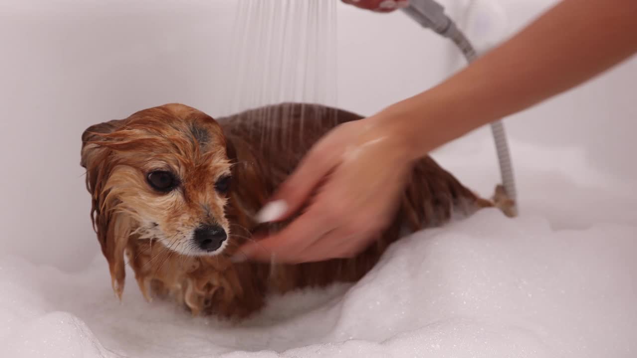 德国斯皮兹犬在淋浴下洗澡，抖掉浴缸里的水视频素材