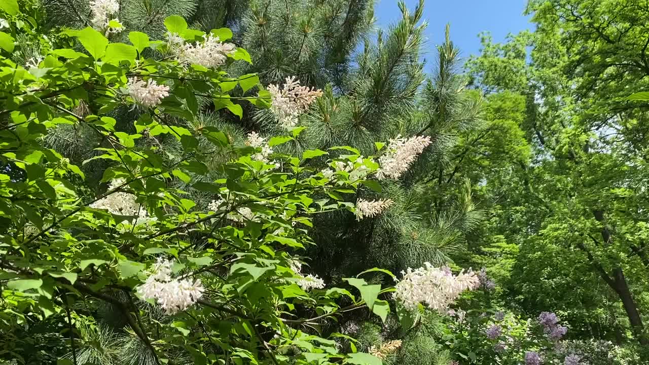 春天的花园里有丁香丛和郁郁葱葱的松树。新鲜的绿色树叶映衬着晴朗多云的天空。在一个美丽的春天公园散步。视频素材