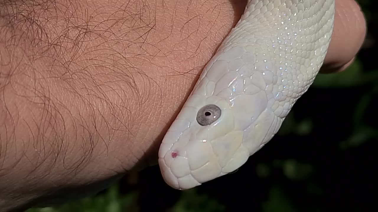 德克萨斯鼠蛇Leucistic (Elaphe obsoleta lindheimeri)是鼠蛇的一个亚种，一种无毒的杂种，发现于美国，主要在德克萨斯州视频素材