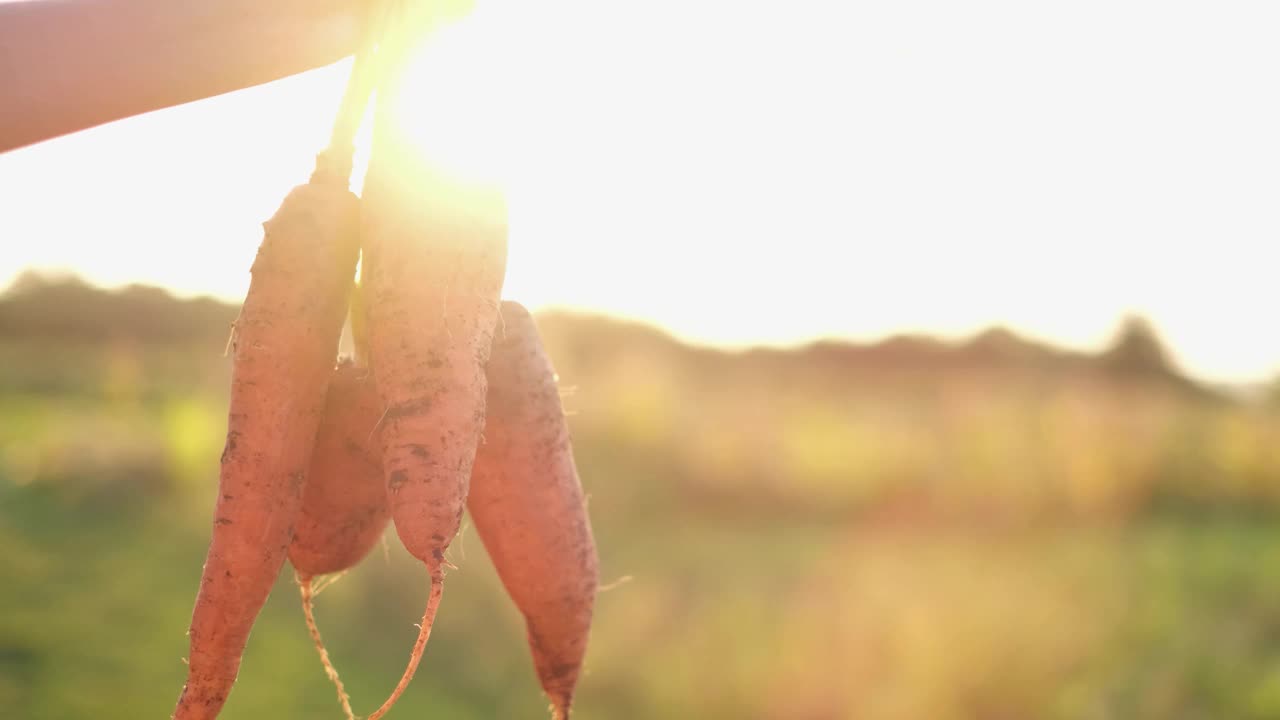 农夫的手拿着一束新鲜的蔬菜在秋园外。视频素材