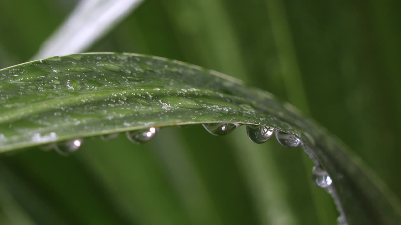 特写的水滴固定在绿叶和虚线的雨射流在背景。自然背景。概念享受放松的自然。视频素材