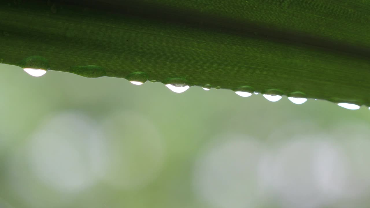 特写的水滴固定在绿叶和虚线的雨射流在背景。自然背景。概念享受放松的自然。视频素材