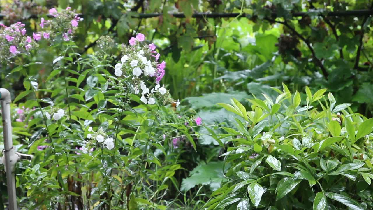 花园里的夏雨。天气事件。视频素材