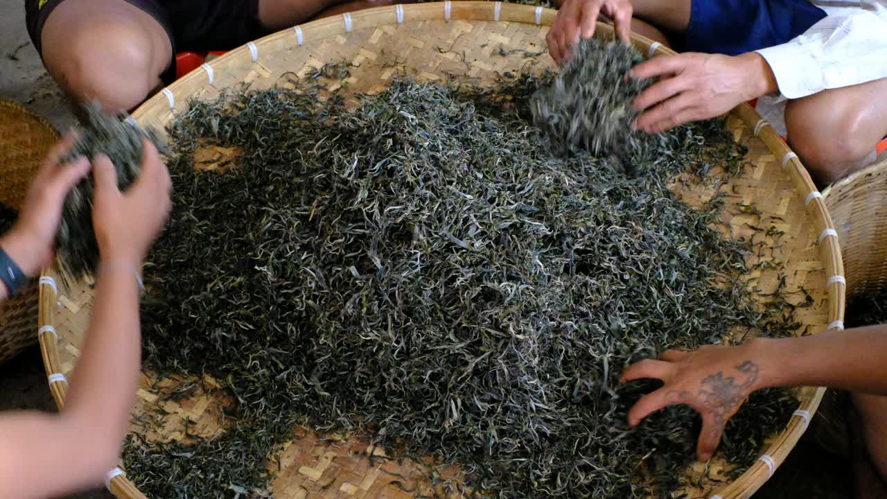 对普洱茶进行分类和烘干视频素材