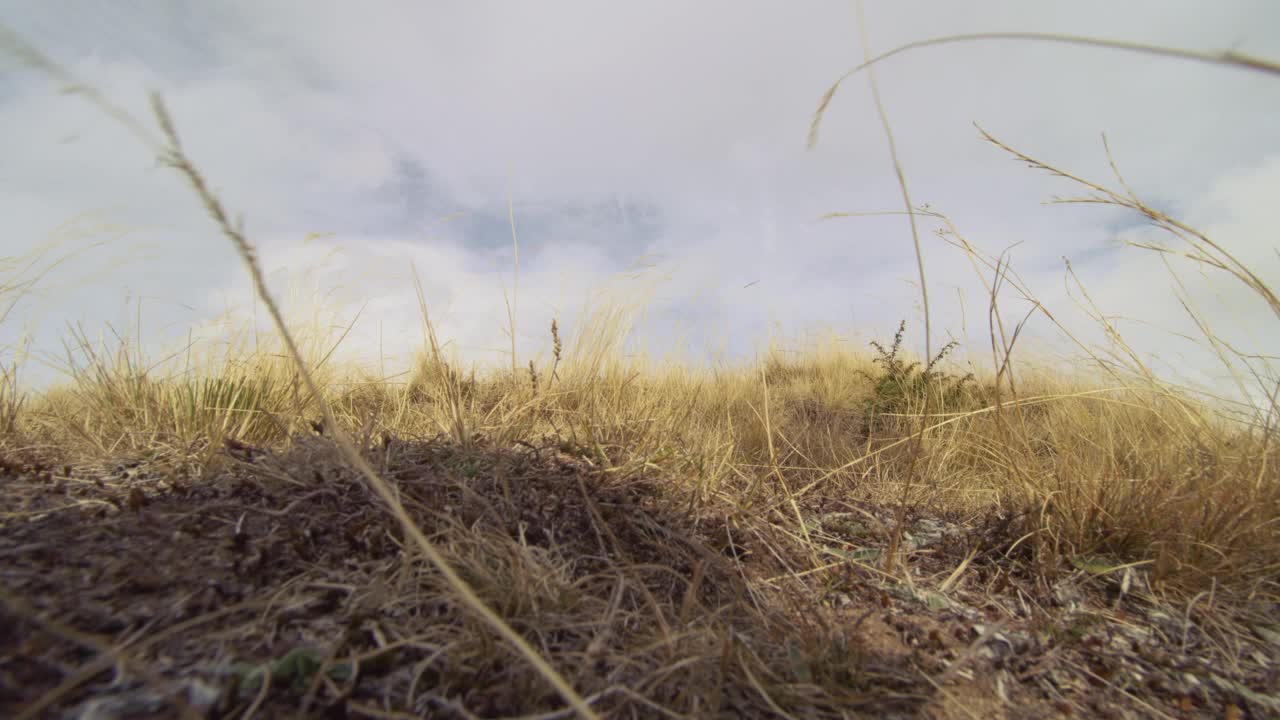 在山间草地上徒步旅行的女孩。普通运动鞋和腿在草地上的低角度视图。健康的户外健身生活方式。视频素材