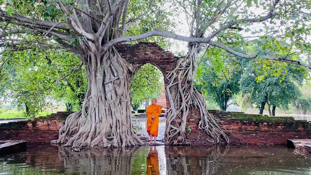 在佛寺菩提树下行走的一位僧人。视频素材画面1
