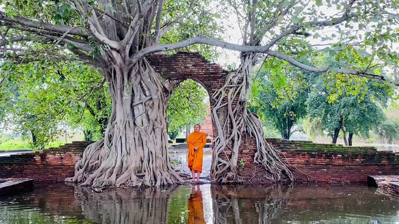 在佛寺菩提树下行走的一位僧人。视频素材画面3